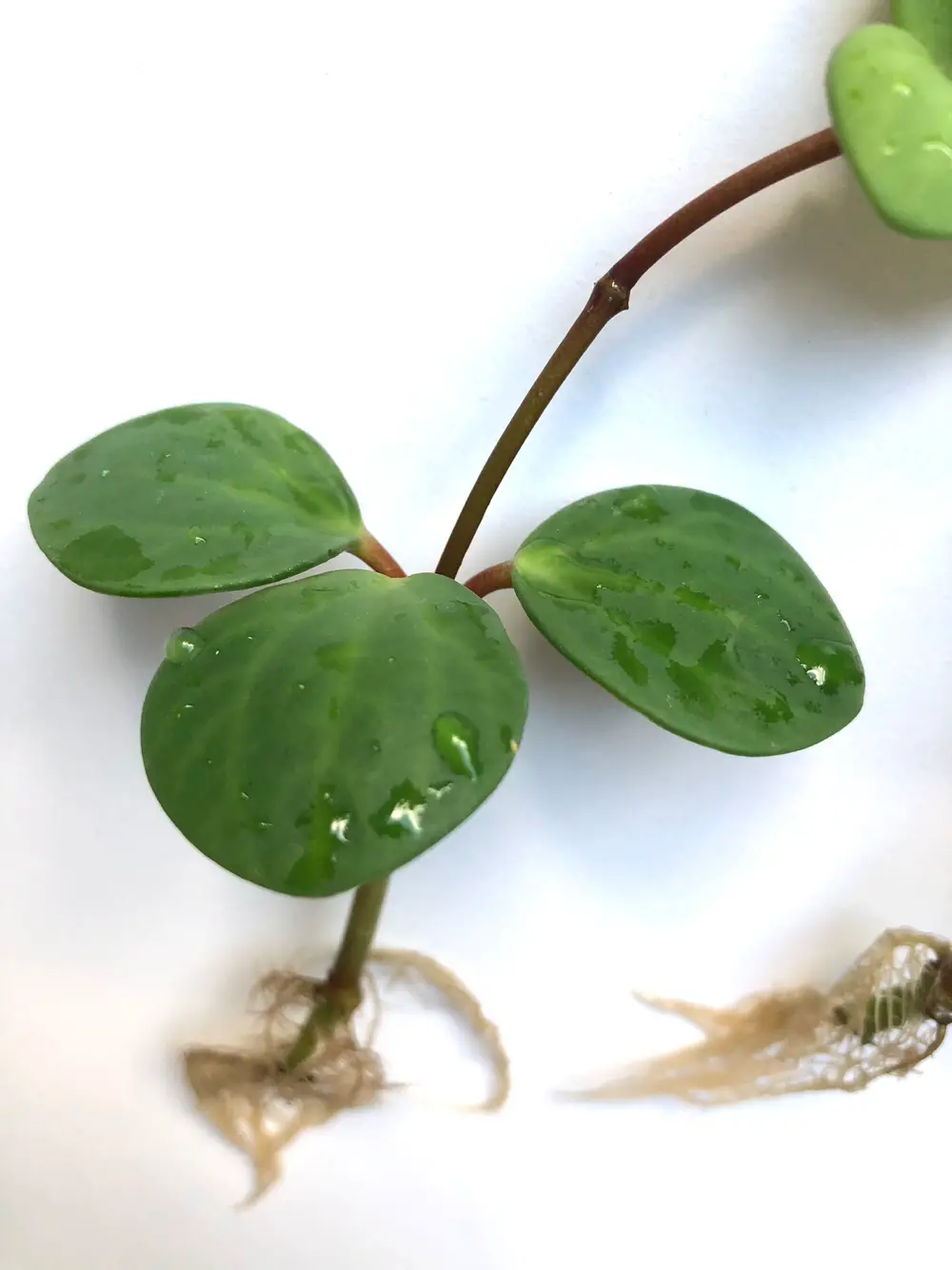 Ukendt Peperomia hope