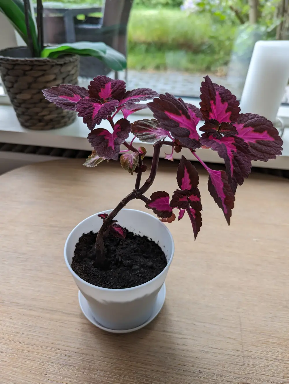 Paletblad/ Coleus Stueplante