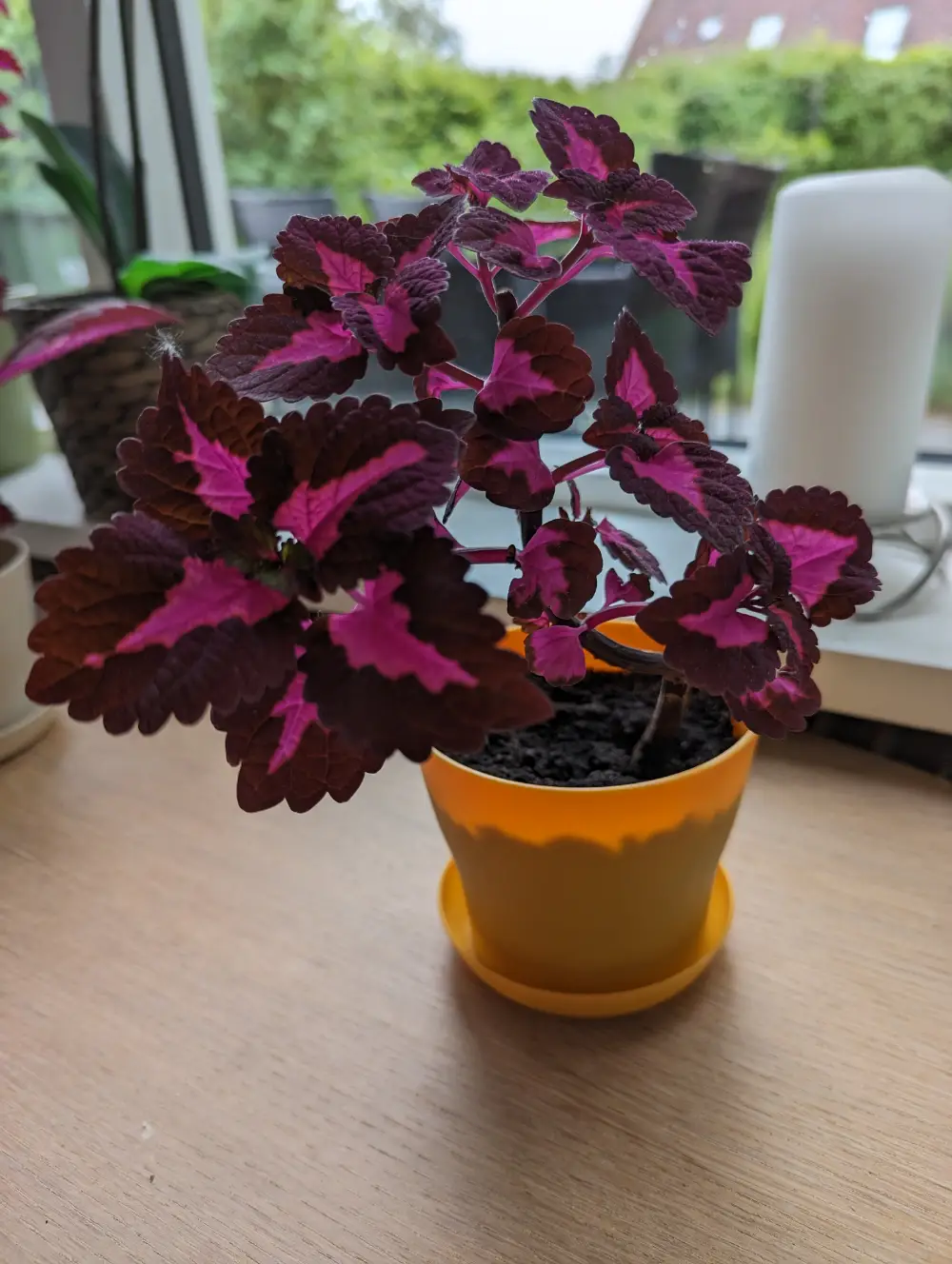 Paletblad/ Coleus Stueplante