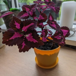 Paletblad/ Coleus Stueplante