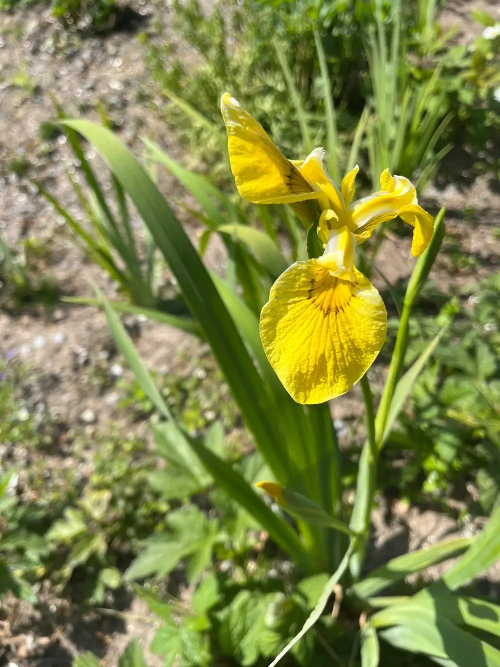 Staude Gul Iris