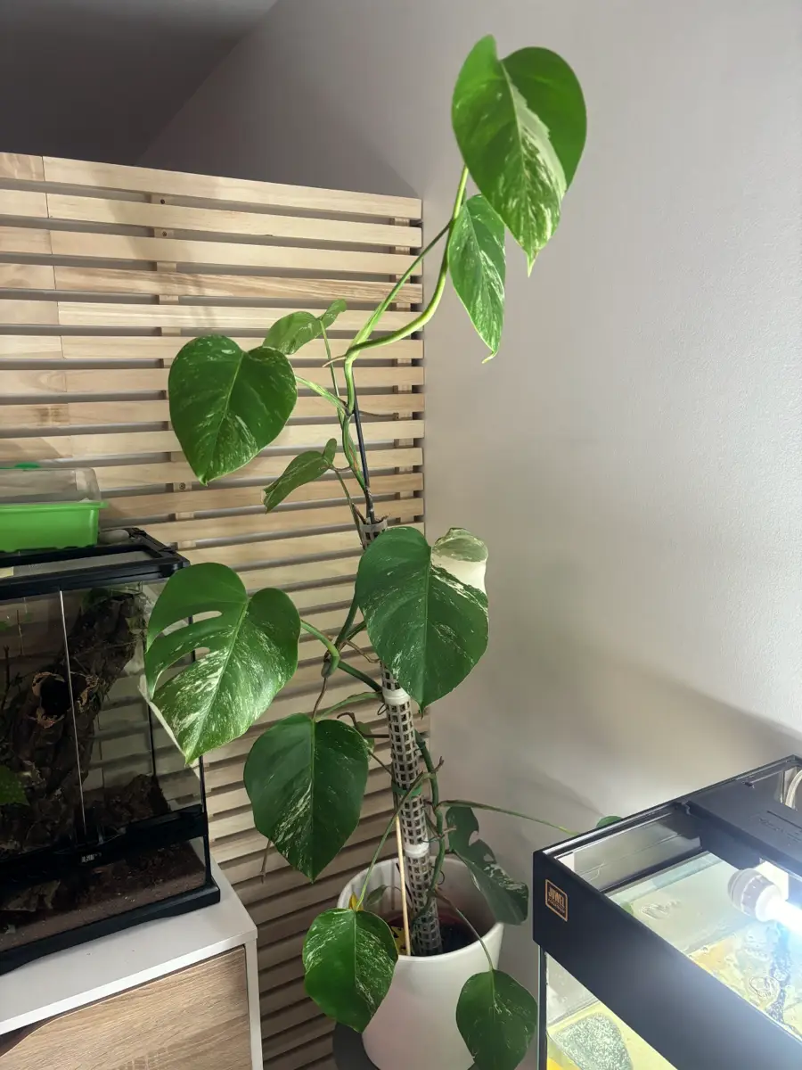 monstera deliciosa Plante