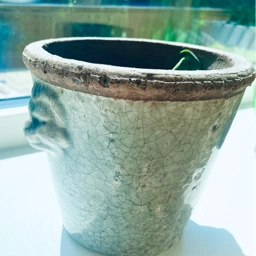 Ukendt Potte med pilea plante