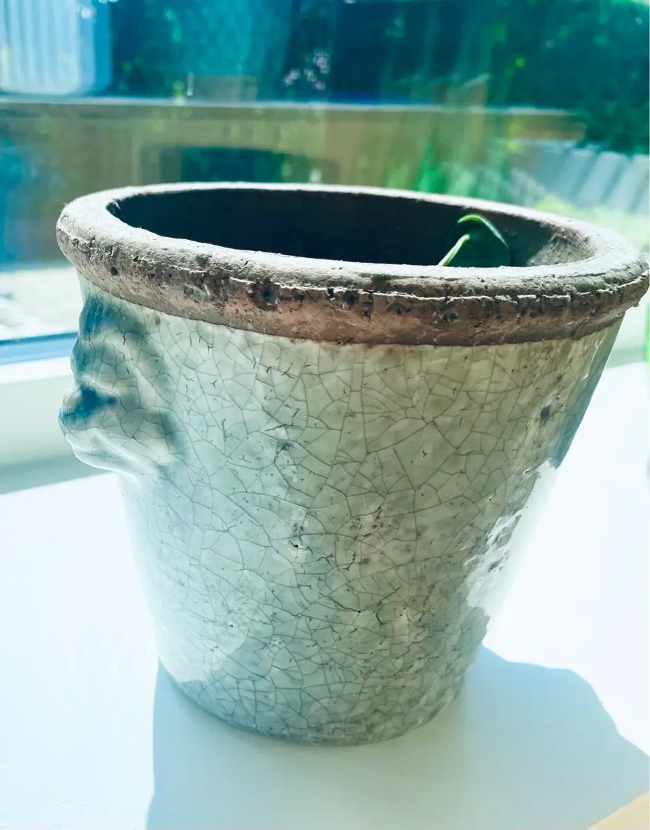 Ukendt Potte med pilea plante