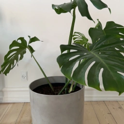 Ukendt Monstera gulvplante og potte