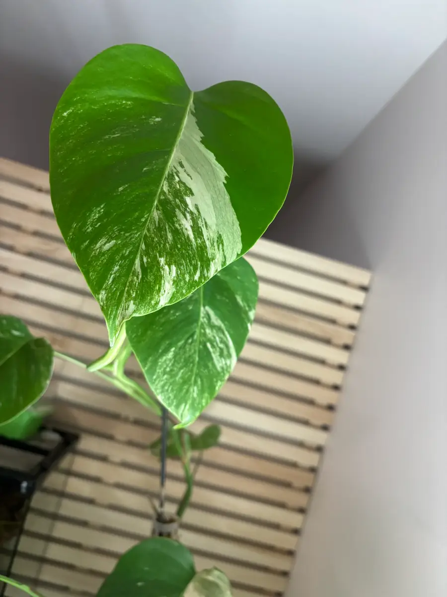 monstera deliciosa Plante