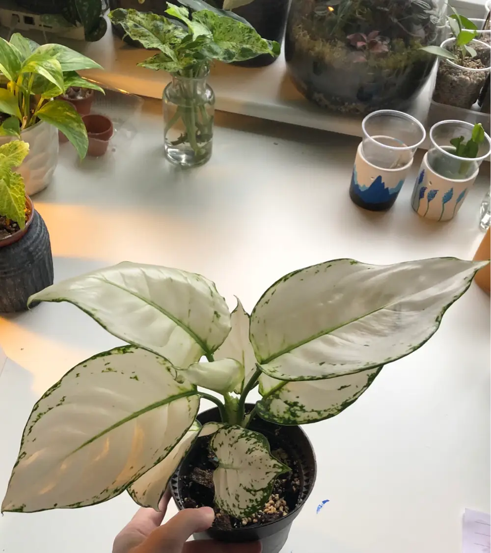 Ukendt Aglaonema White Joy plante