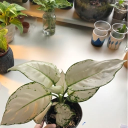 Ukendt Aglaonema White Joy plante