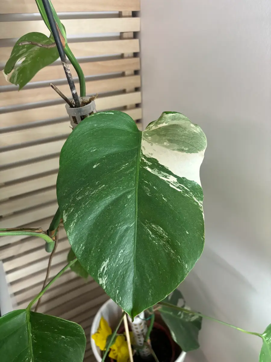 monstera deliciosa Plante