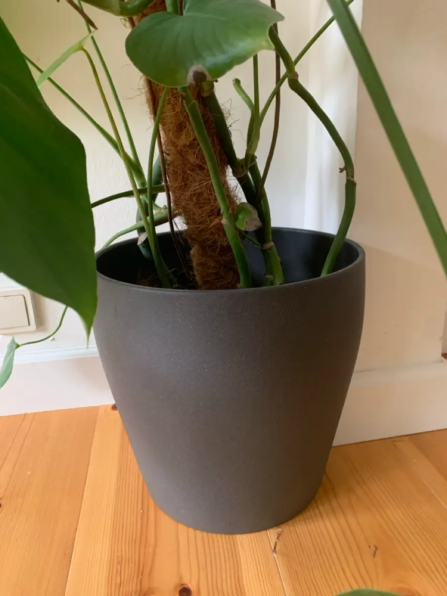 Monstera Potteplante inkl potte