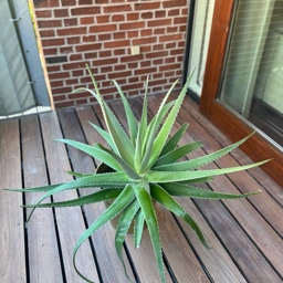 Aloe vera Plante