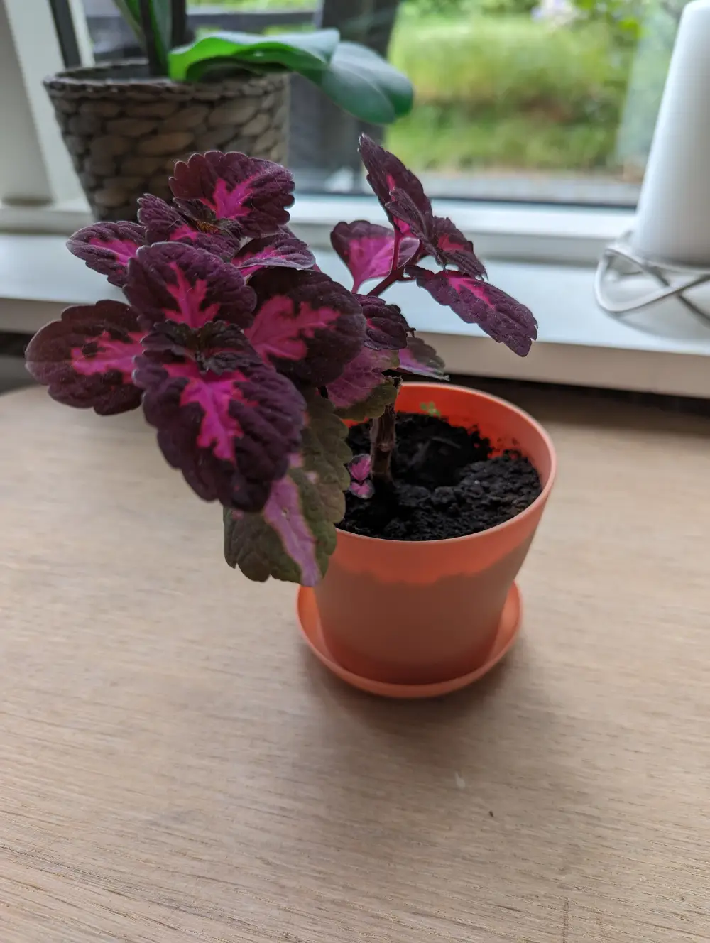 Paletblad/ Coleus Stueplante