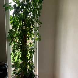 Planterama indendørs plante