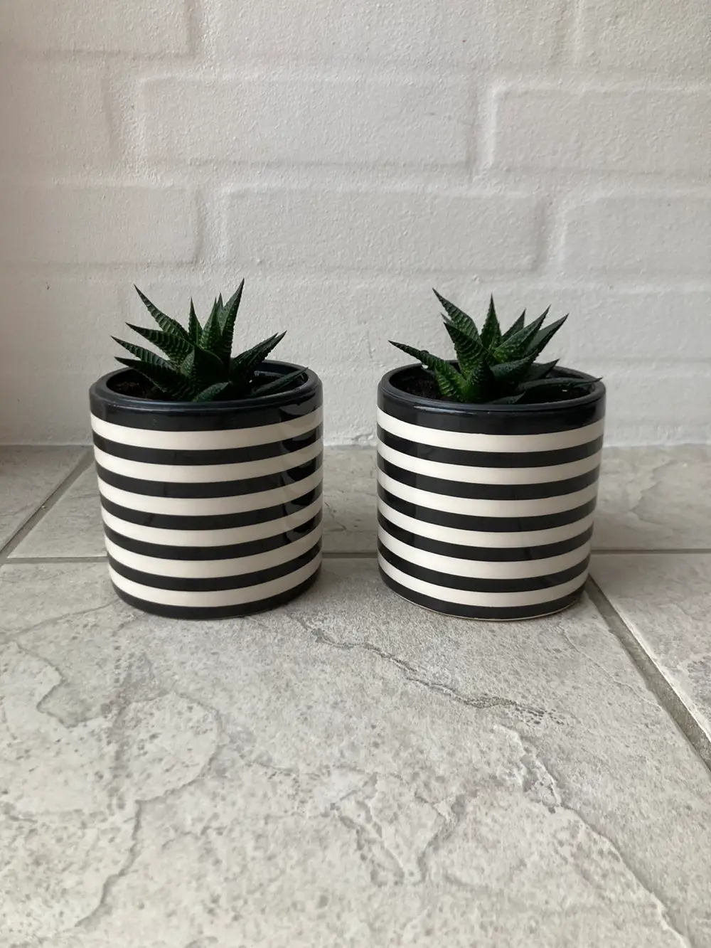 Sukkulent Grønne planter