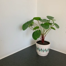 Ukendt Kunstig pilea potteplante