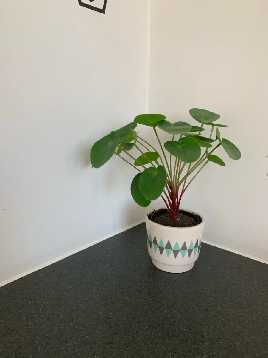 Ukendt Kunstig pilea potteplante