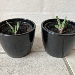 Gasteria brevifolia Mini Sukkulenter