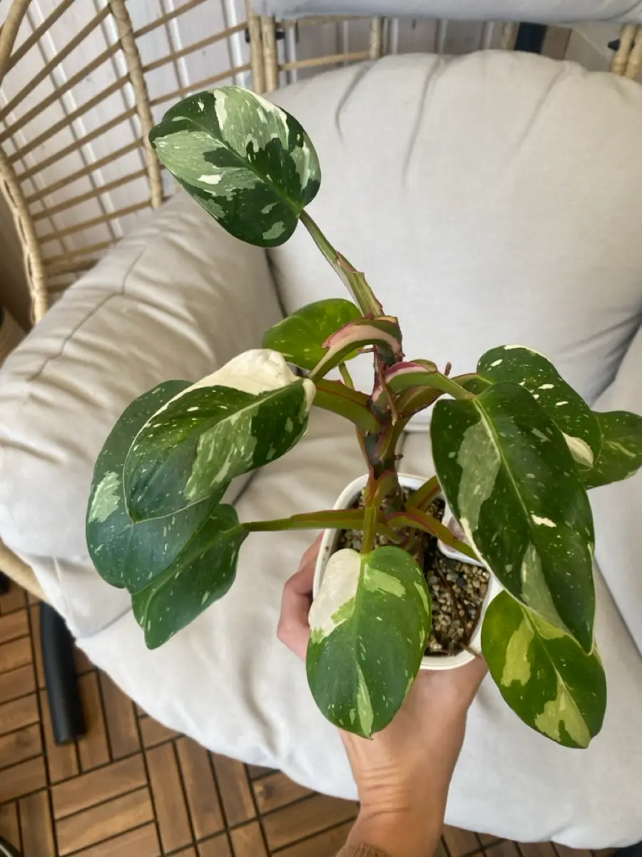 Philodendron White princess