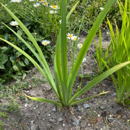 Staude Gul Iris