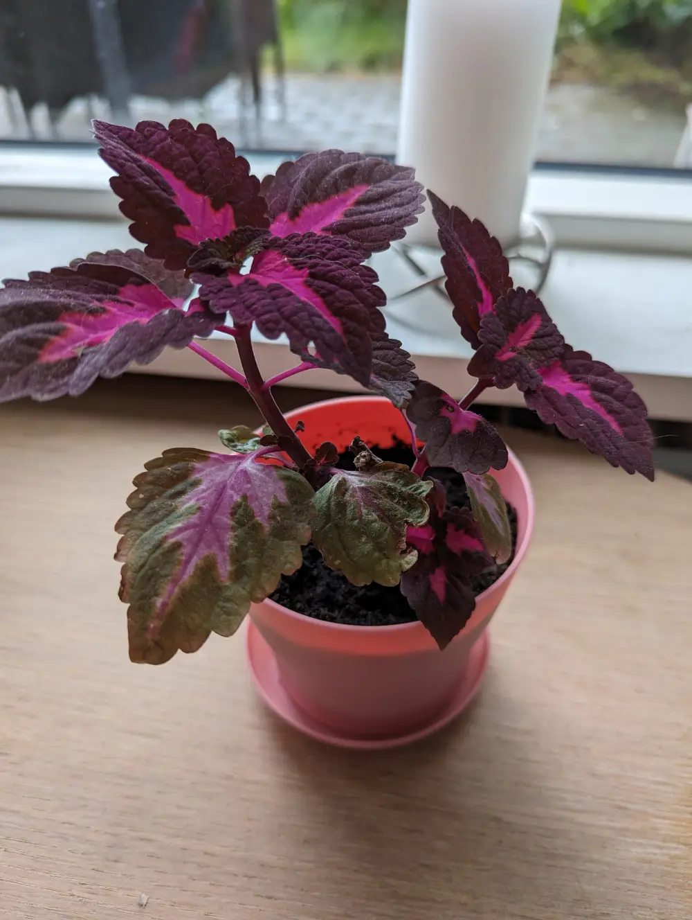 Paletblad/ Coleus Stueplante