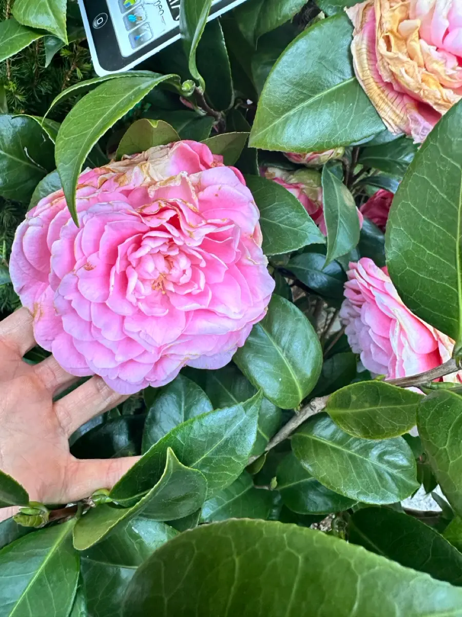 Camelia Japonica Busk