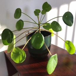 Pilea Plante