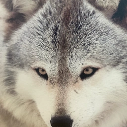 Købt på boligmesse Fotostat med ulv