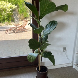 Grøn plante