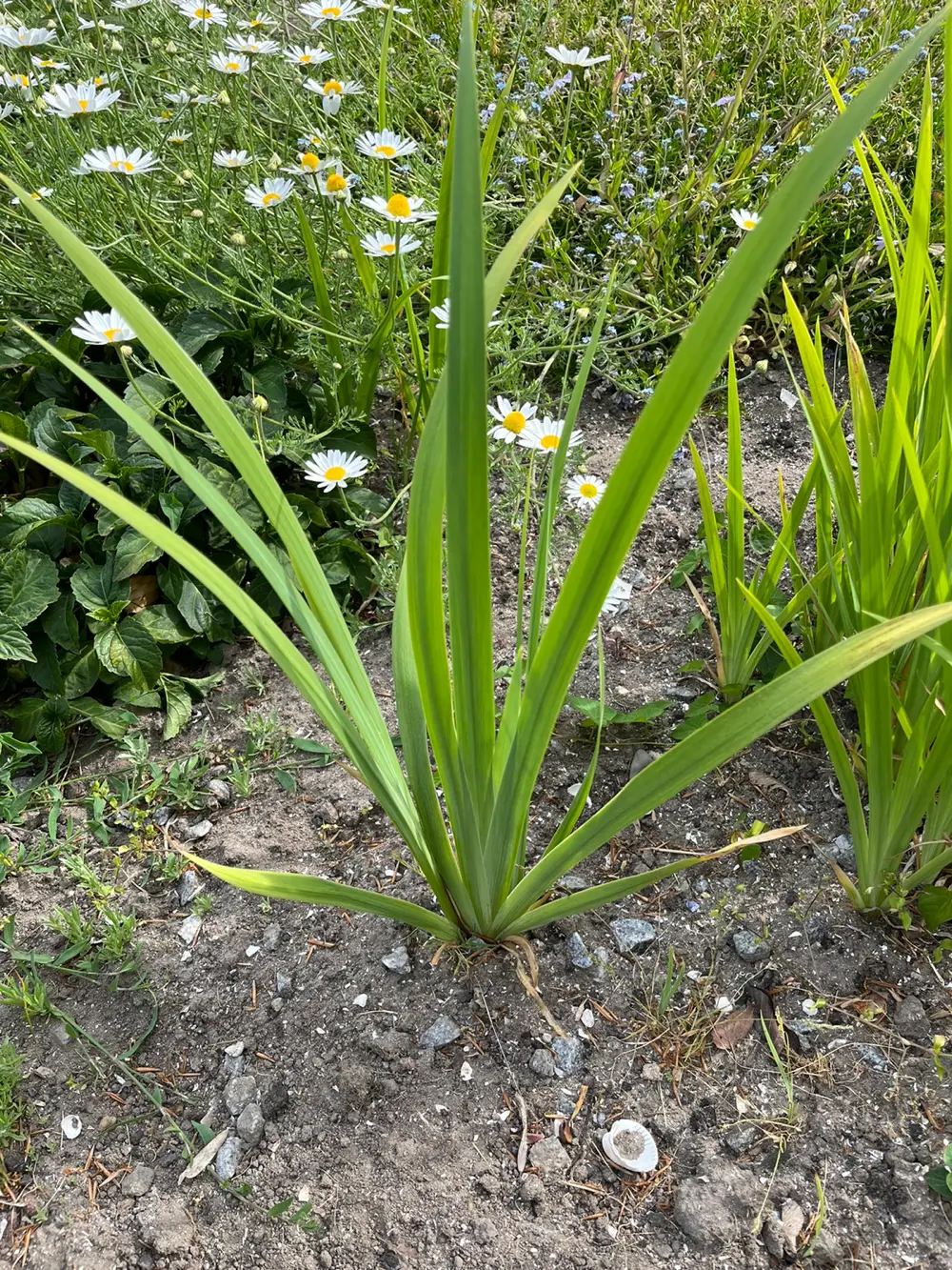 Staude Gul Iris