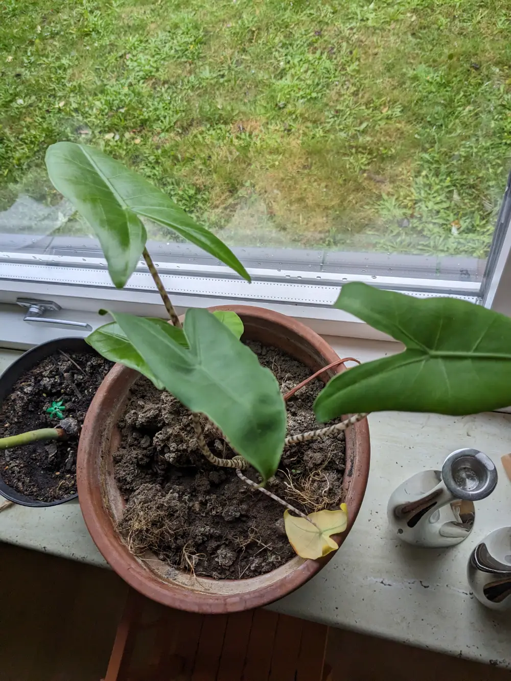 Alocasia Zebrina /elefantøre Stueplante