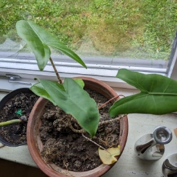 Alocasia Zebrina /elefantøre Stueplante