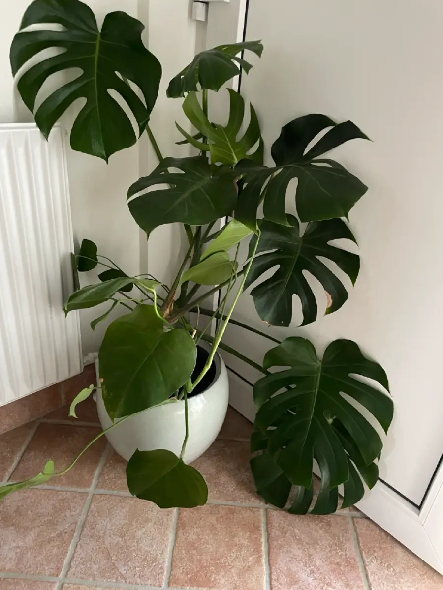 Plante monstera inkl stor potte