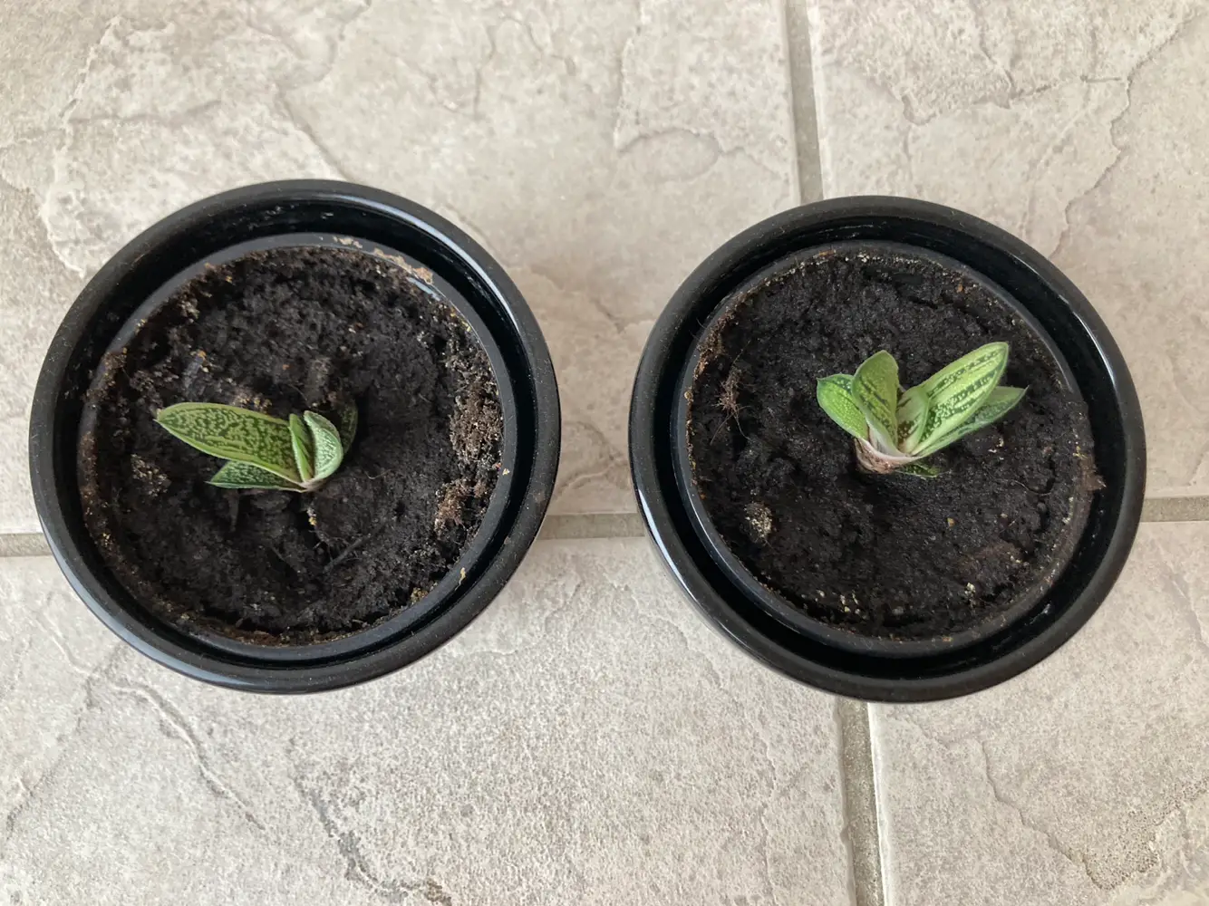 Gasteria brevifolia Mini Sukkulenter