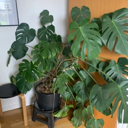 Ukendt Monstera