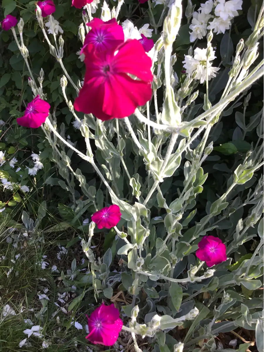 Haveklinte Blomster