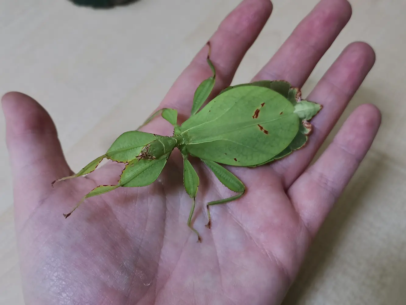 Phyllium Philippinicum Vandrende blade (æg)