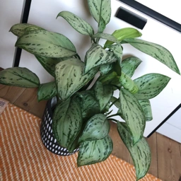 Ukendt Aglaonema Maria Christina