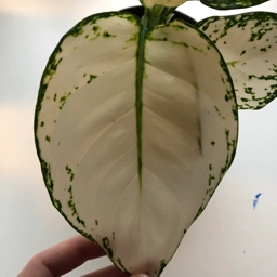 Ukendt Aglaonema White Joy plante