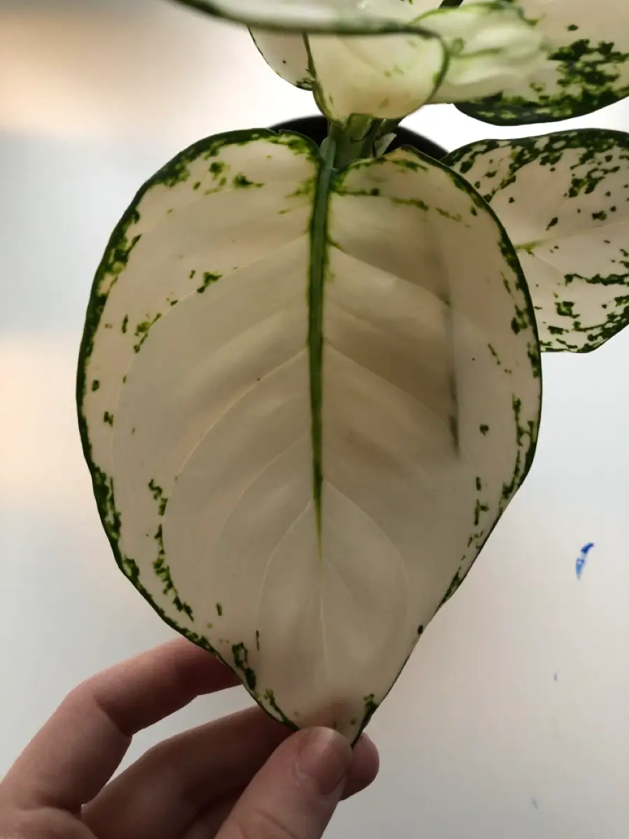 Ukendt Aglaonema White Joy plante