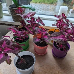 Paletblad/ Coleus Stueplante