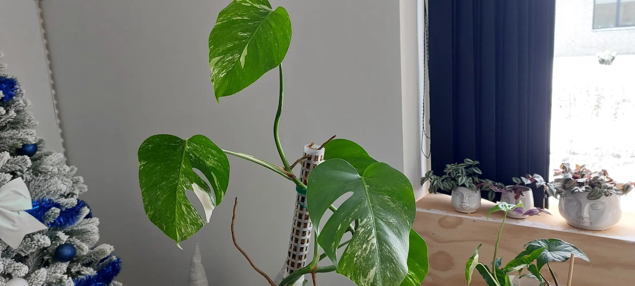 Monstera albo variegata Plante