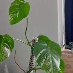 Monstera albo variegata Plante