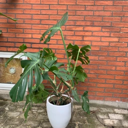 Plante Monstera inkl potte