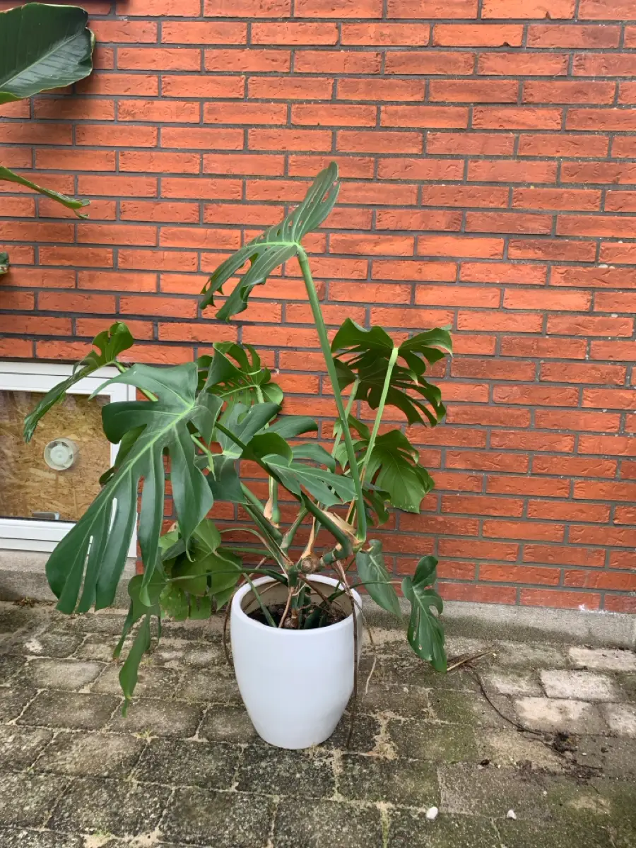 Plante Monstera inkl potte