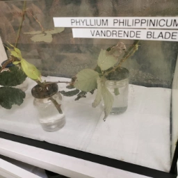 Phyllium Philippinicum Vandrende blade (æg)