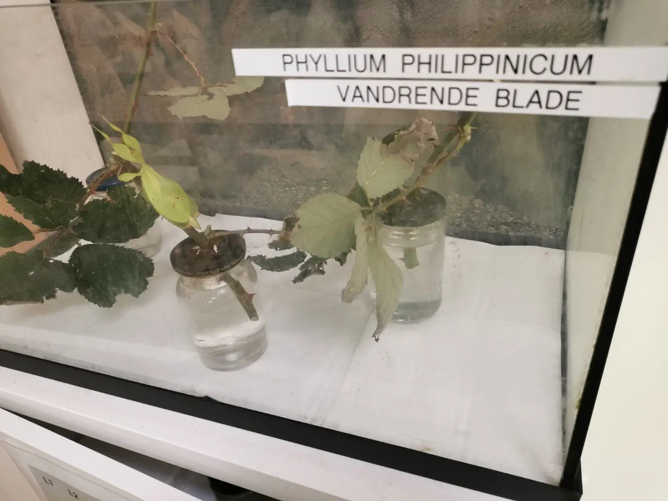 Phyllium Philippinicum Vandrende blade (æg)