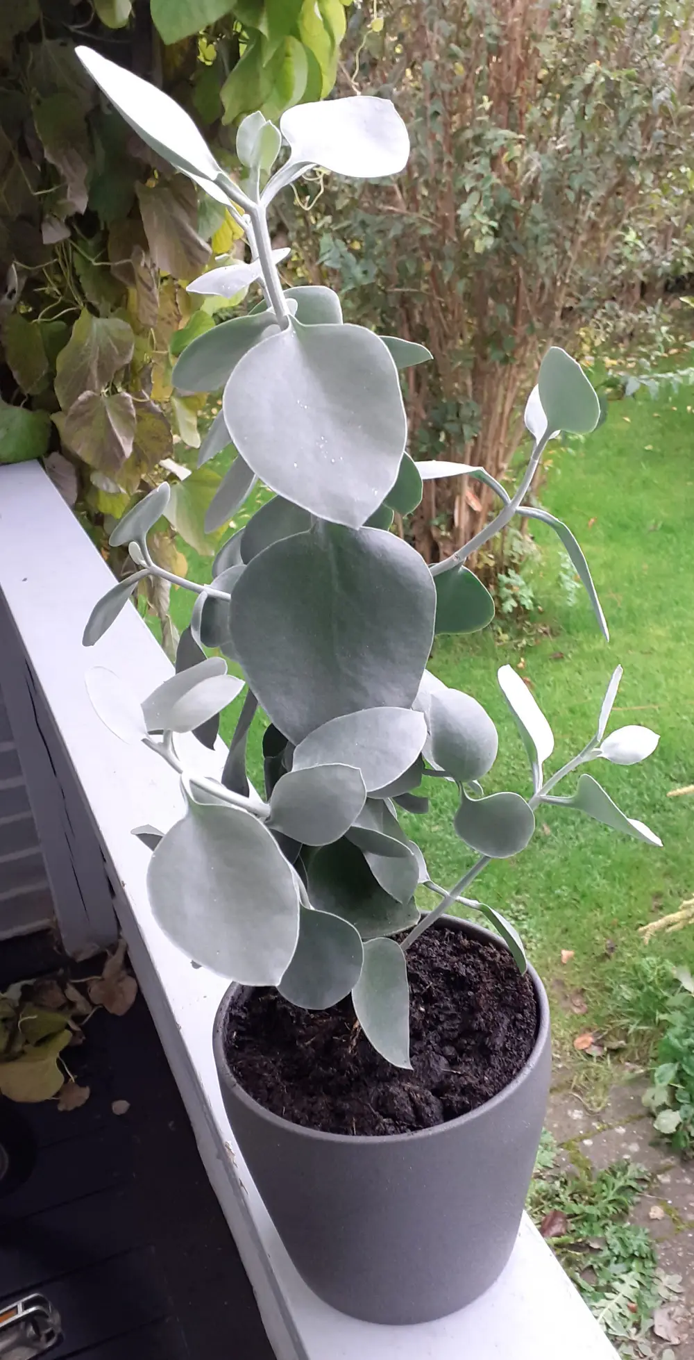 Kalanchoe Hildebrantii Stueplante