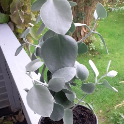 Kalanchoe Hildebrantii Stueplante