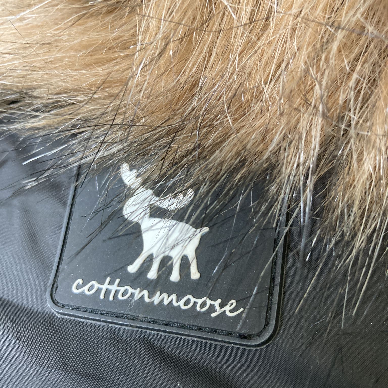 Cotton Moose