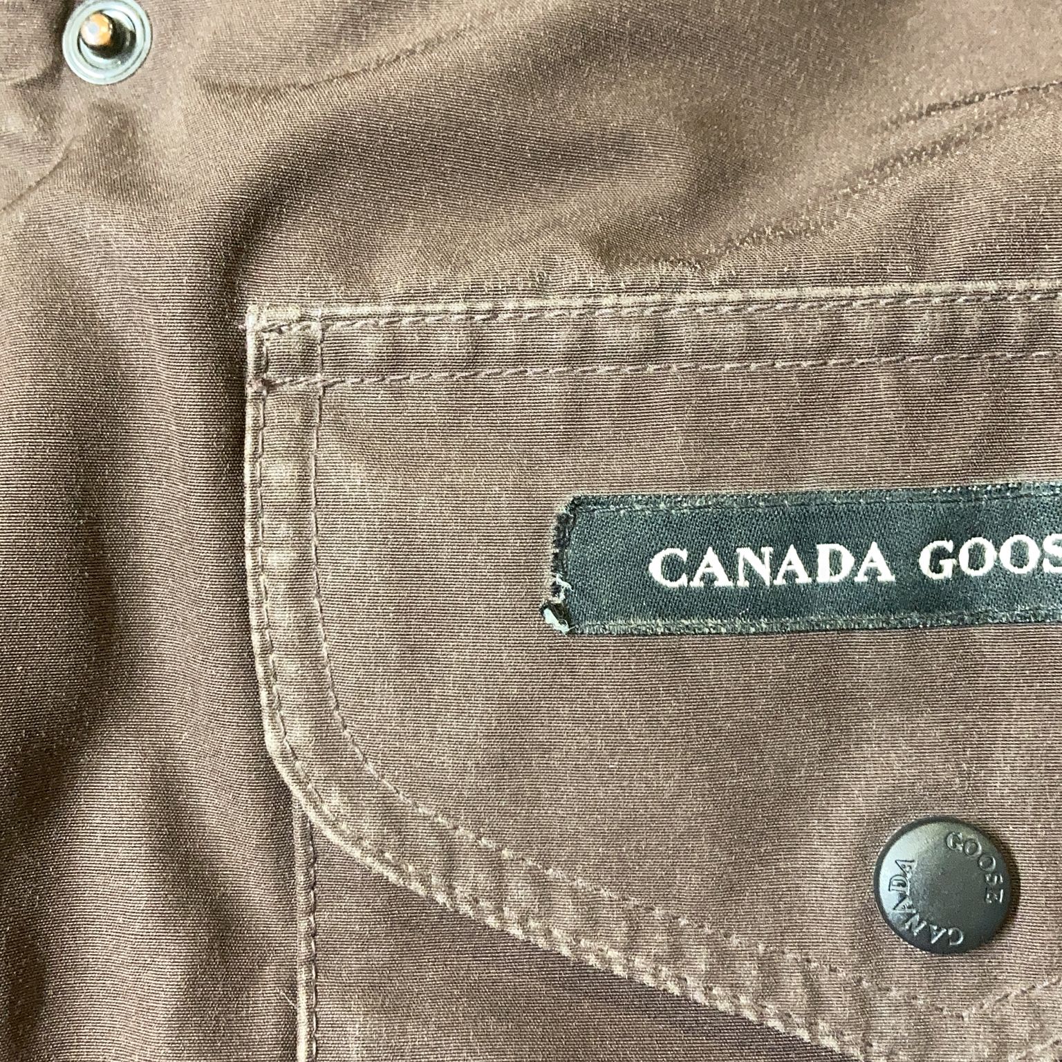 Canada Goose